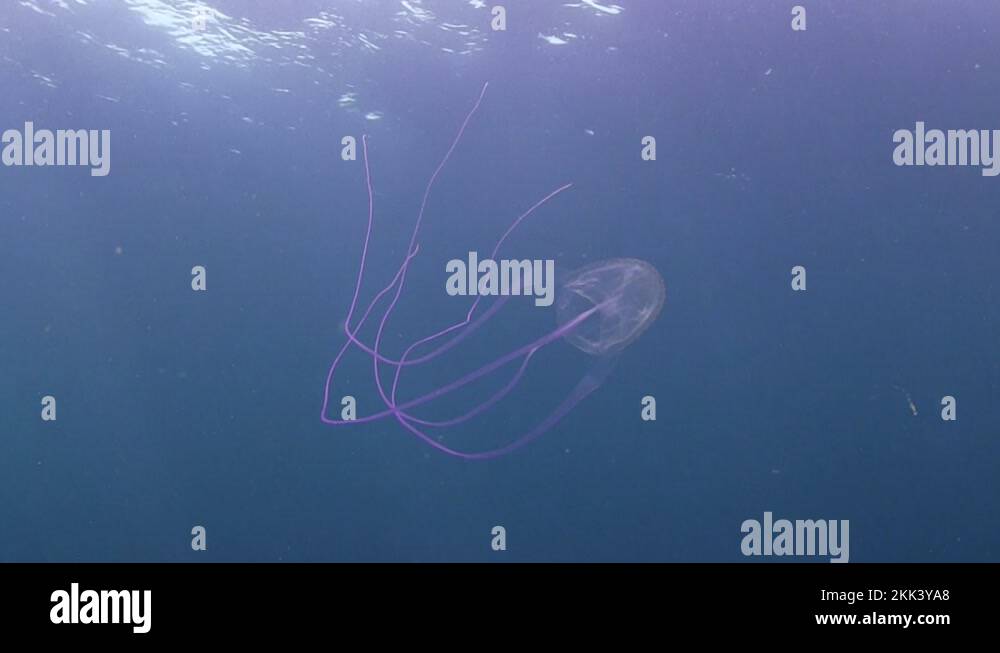 Purple tentacle box Jellyfish swimming rightwards near the tropical sea