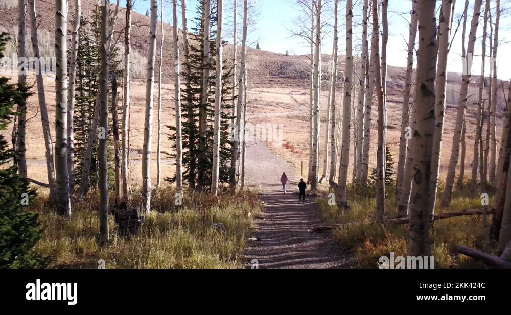 Sunset through aspens in Stock Videos & Footage HD and 4K Video Clips