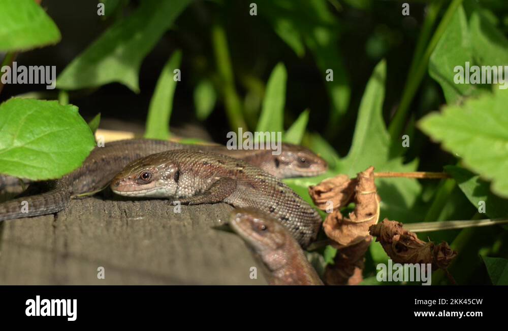 Lizards bask in the sun, closing their eyes in pleasure. A scene from ...