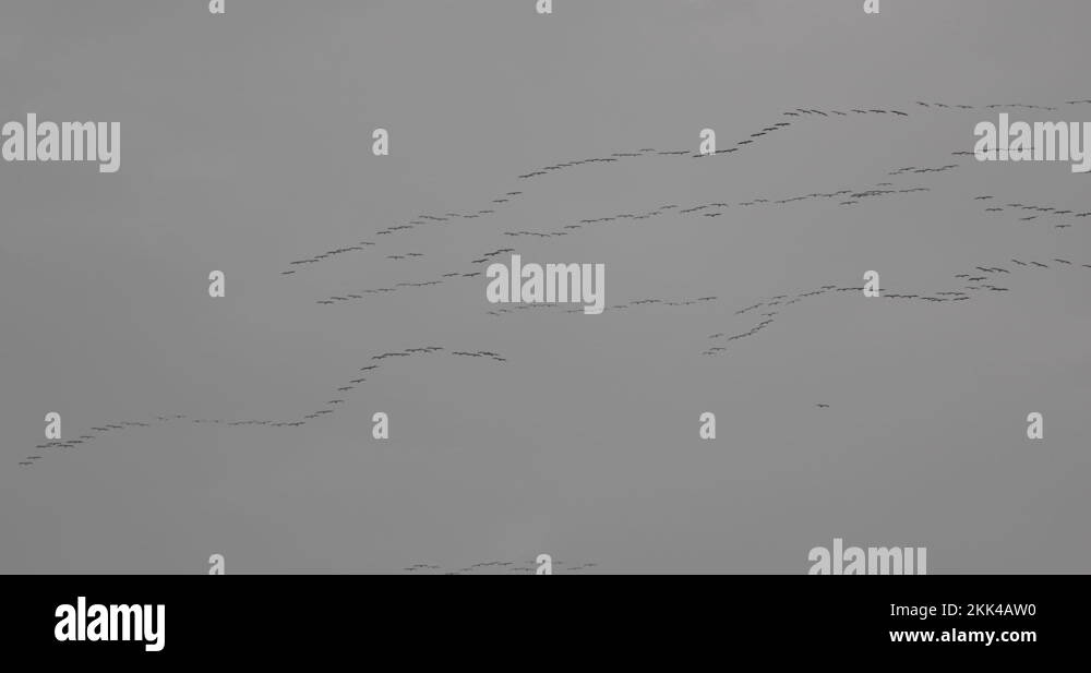 Migratory pigeon Stock Videos & Footage HD and 4K Video Clips Alamy