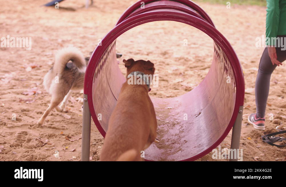 Woman dog trainer teaching mixed breed chart dog and west siberian