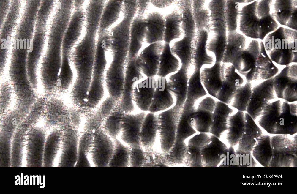 Serpentine forms Stock Videos & Footage HD and 4K Video Clips Alamy
