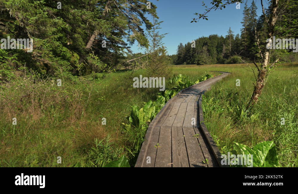 Skunk cabbage boardwalk Stock Videos & Footage - HD and 4K Video Clips
