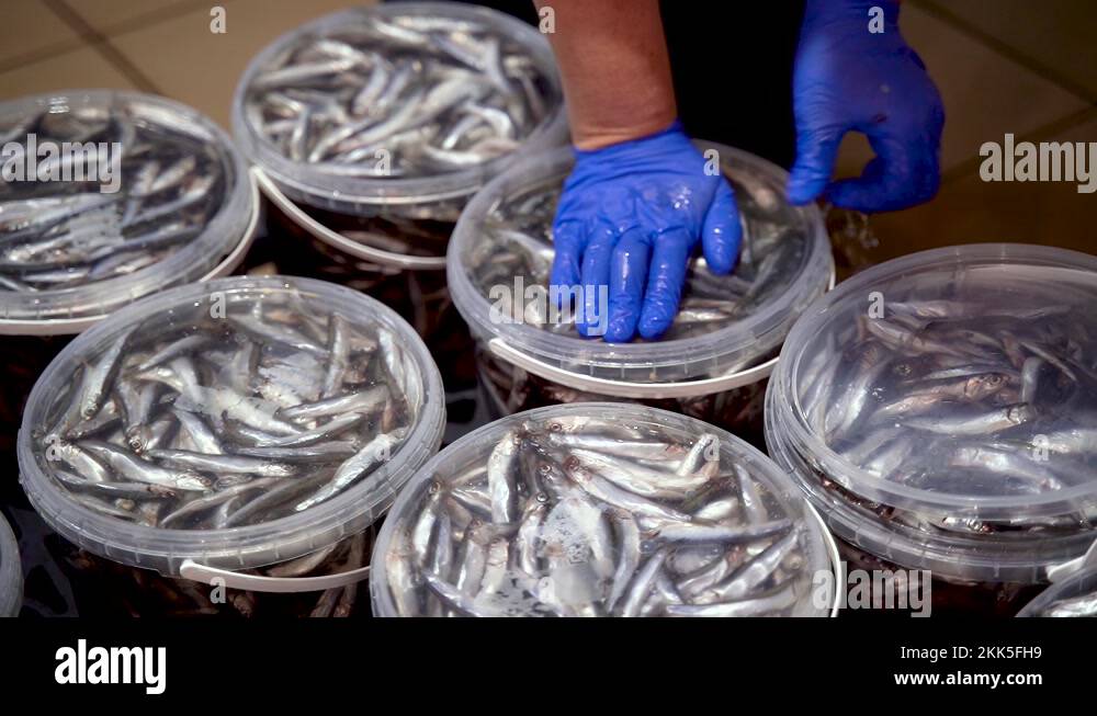 Sardine scales Stock Videos & Footage HD and 4K Video Clips Alamy