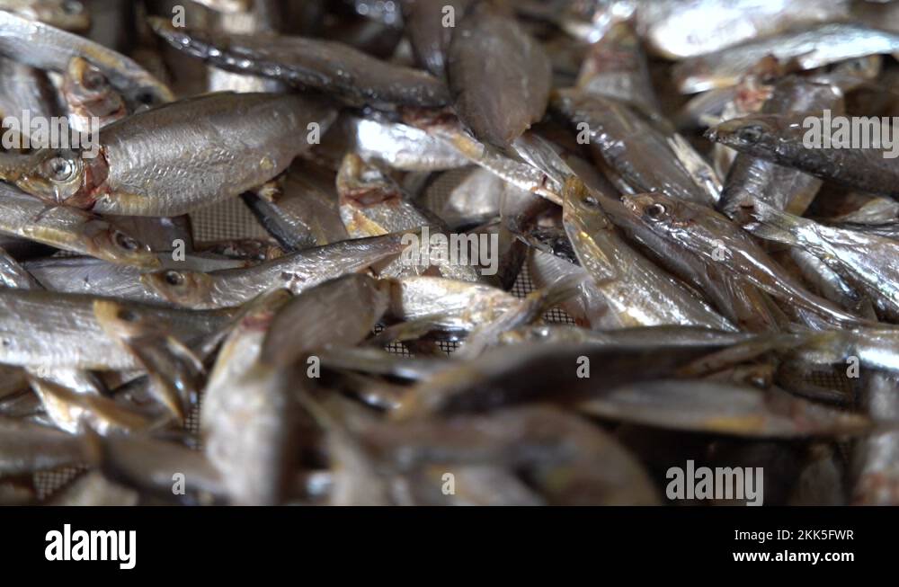 Dry fish processing Stock Videos & Footage HD and 4K Video Clips Alamy