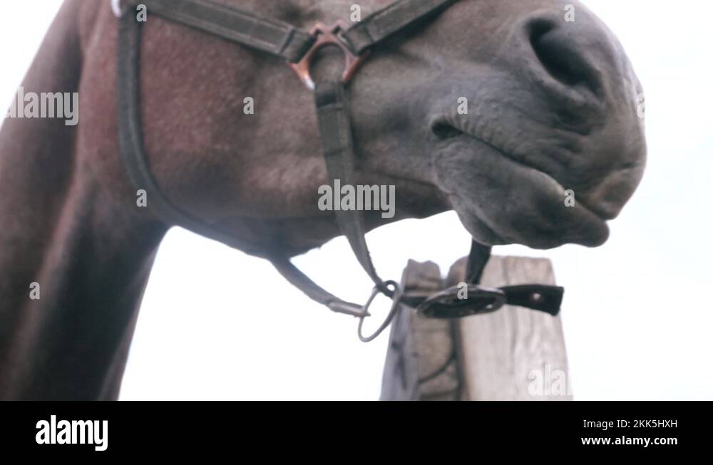 Horse bridle tongue Stock Videos & Footage HD and 4K Video Clips Alamy