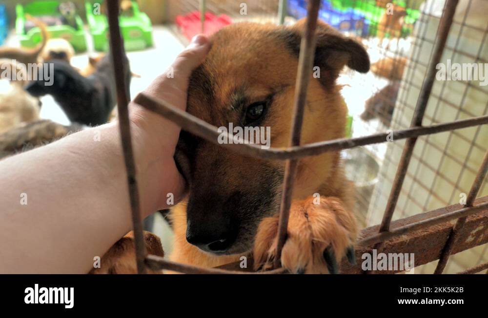 Closeup of male hand petting caged stray dog in pet shelter. People