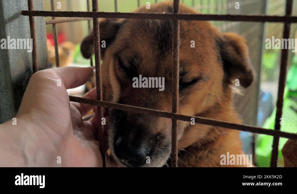 Closeup of male hand petting caged stray dog in pet shelter. People