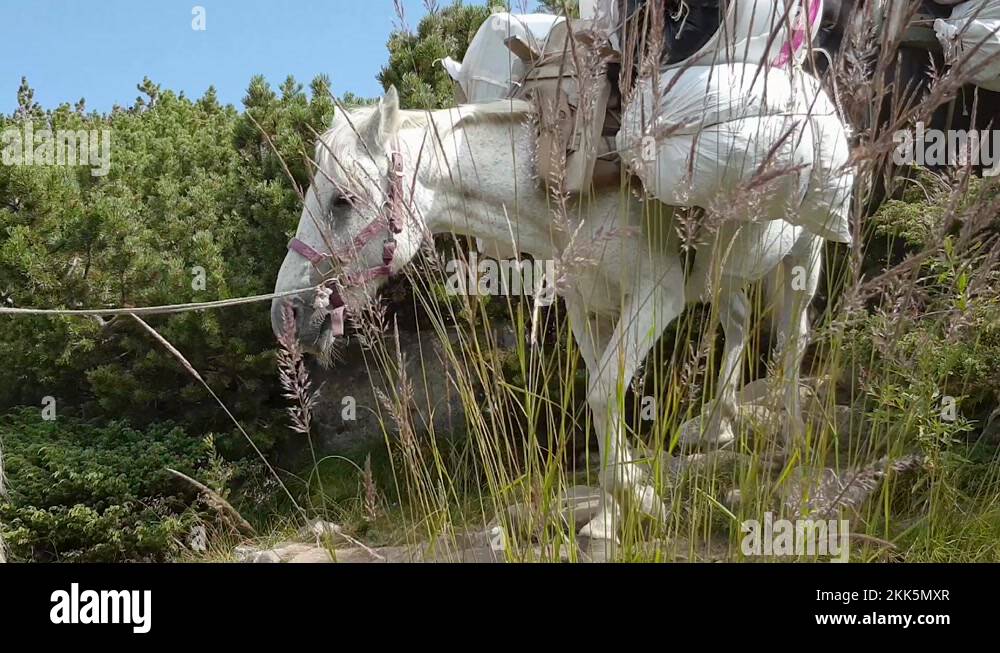 Pack Horses Walking Down The Mountain With Heavy Loads On Their Back