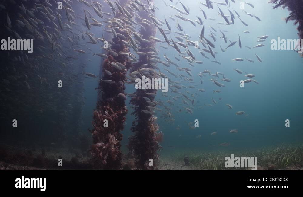 Slimy Mackerel Fish School under Jetty australasicus 4k slow