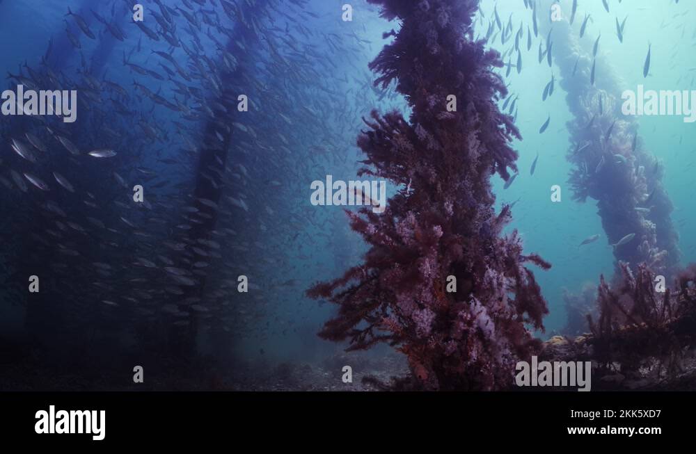 Slimy Mackerel Fish School under Jetty australasicus 4k slow