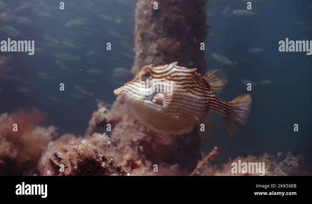 Slimy Mackerel Fish School under Jetty australasicus 4k slow
