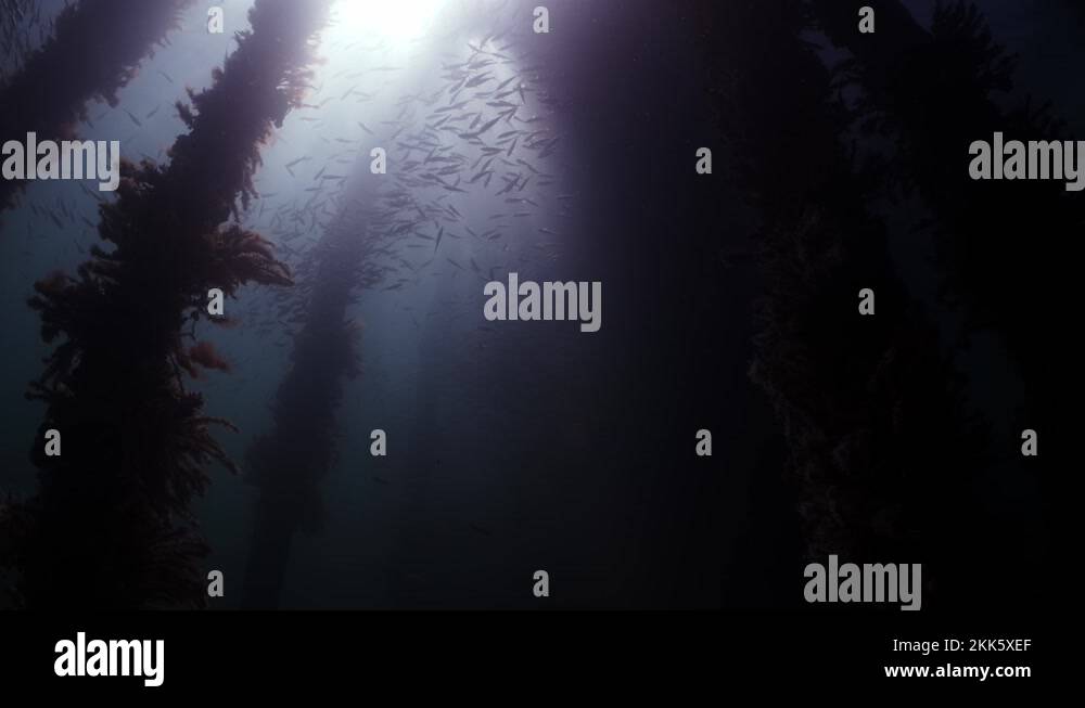 Slimy Mackerel Fish School under Jetty australasicus 4k slow