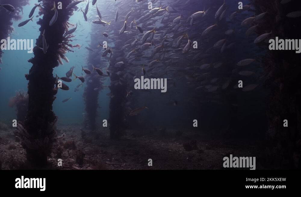 Slimy Mackerel Fish School under Jetty australasicus 4k slow