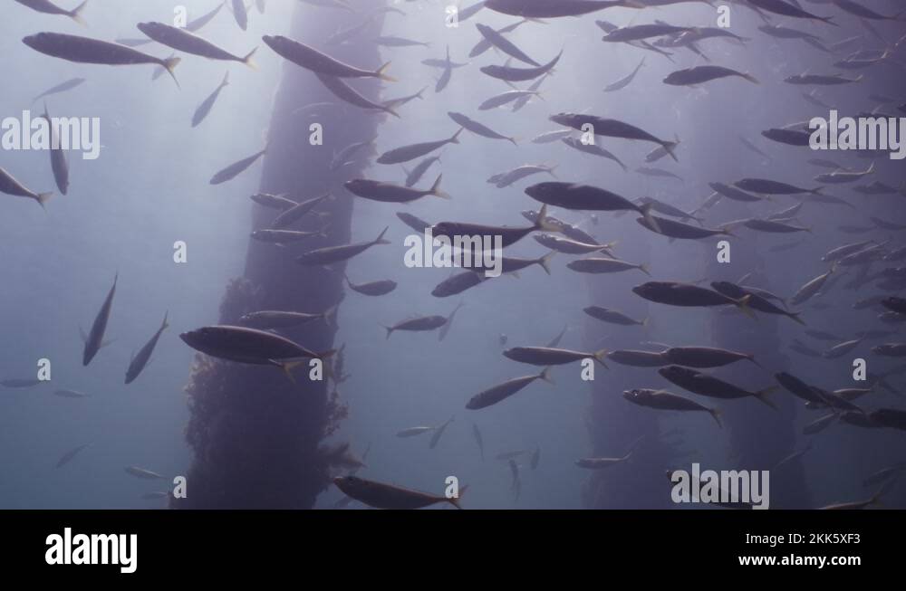 Slimy Mackerel Fish School under Jetty australasicus 4k slow