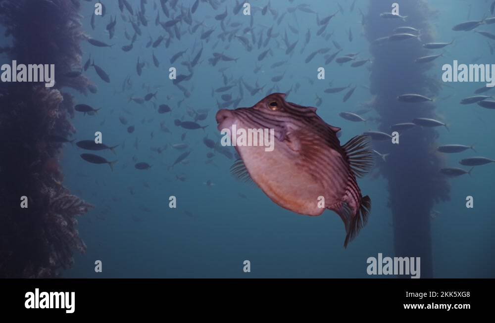 Slimy Mackerel Fish School under Jetty australasicus 4k slow