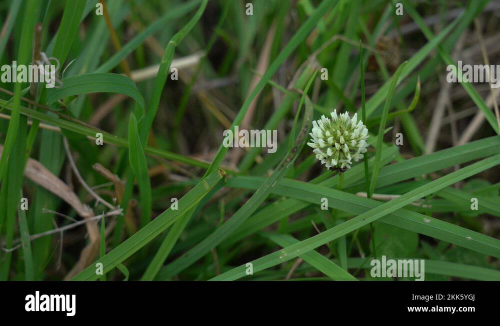 White clover lawn weed Stock Videos & Footage HD and 4K Video Clips