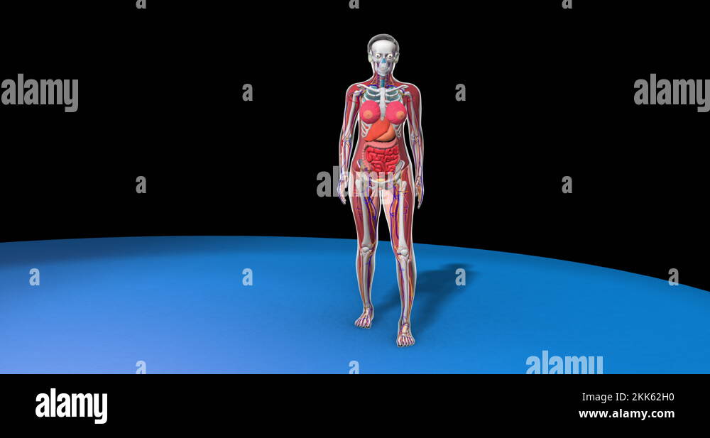 Anatomy of female body with organs Stock Videos & Footage - HD and 4K ...