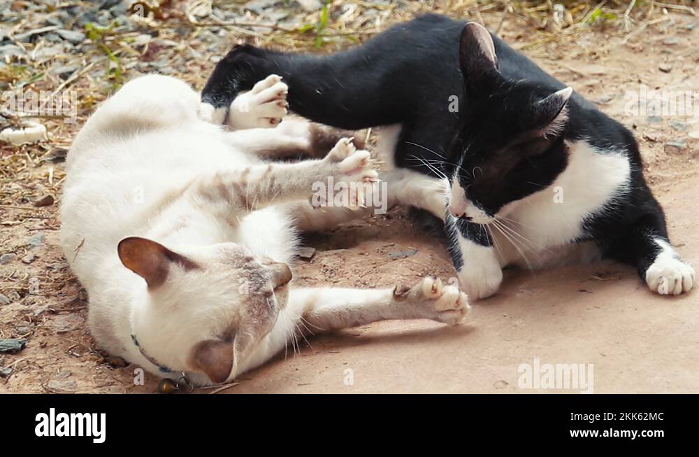 Postering Stock Videos & Footage HD and 4K Video Clips Alamy