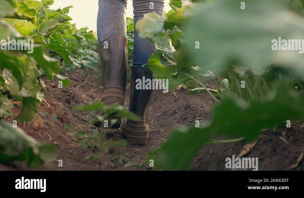 Organic farming, agriculture. farmer in rubber boots walks on dusty
