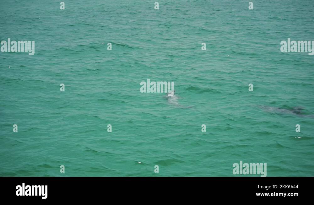 Dolphins Swimming On Tropical Ocean With Rippling Water In Key West