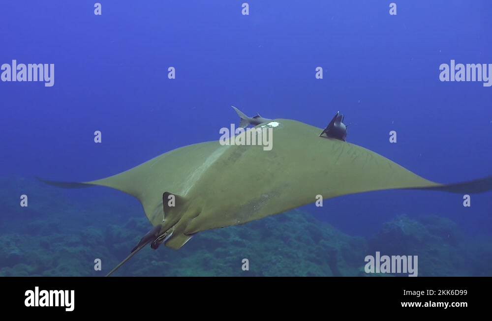 Devil ray azores Stock Videos & Footage - HD and 4K Video Clips - Alamy
