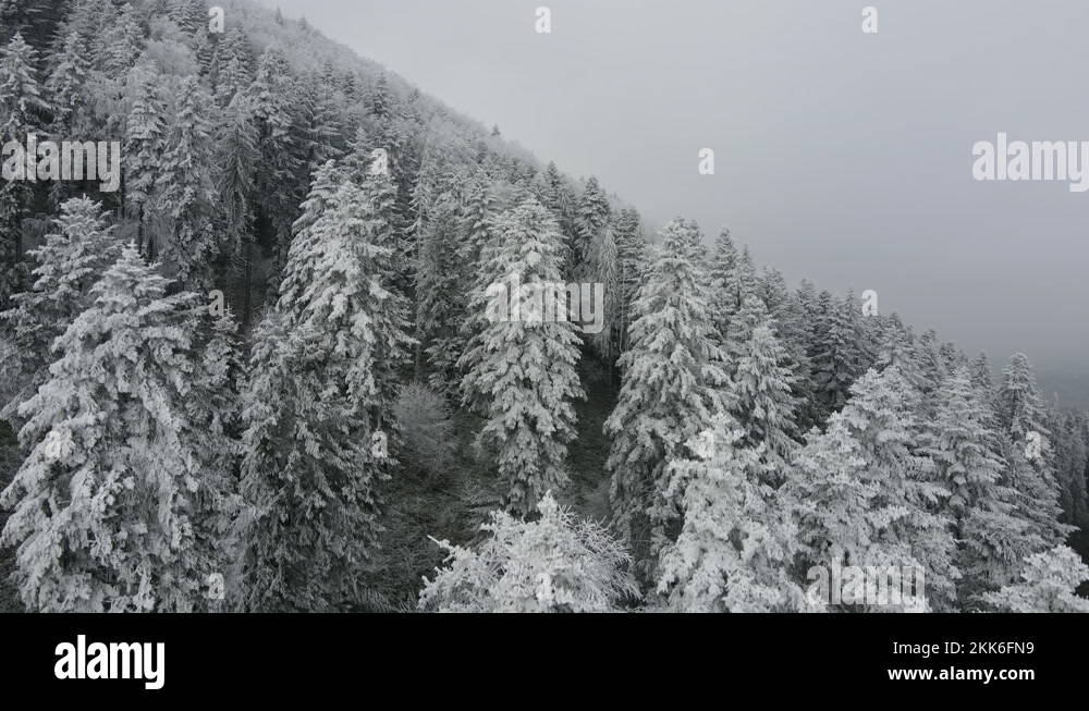 Frost on conifers Stock Videos & Footage HD and 4K Video Clips Alamy