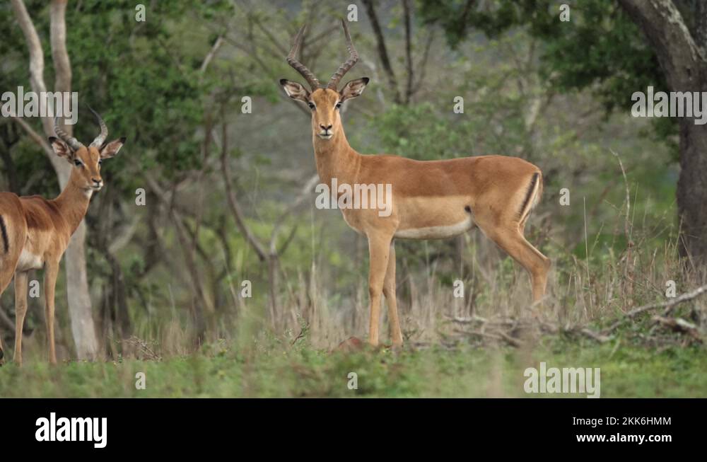 Buck profile Stock Videos & Footage - HD and 4K Video Clips - Alamy