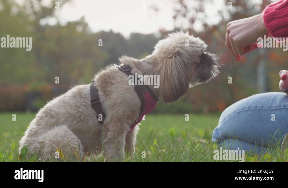 Dog nose hair closeup Stock Videos & Footage HD and 4K Video Clips