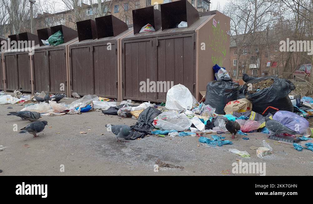 Pigeon on litter bin Stock Videos & Footage HD and 4K Video Clips Alamy