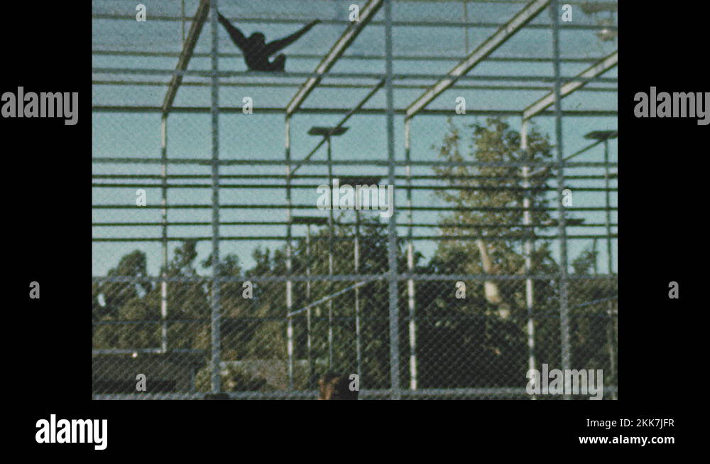 1940s: UNITED STATES: monkeys swing from bars in cage at zoo. Monkey on