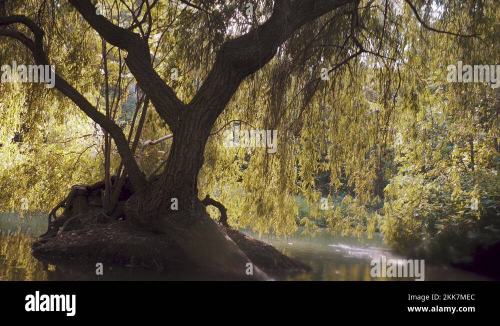 Weeping willow tree forest Stock Videos & Footage - HD and 4K Video ...
