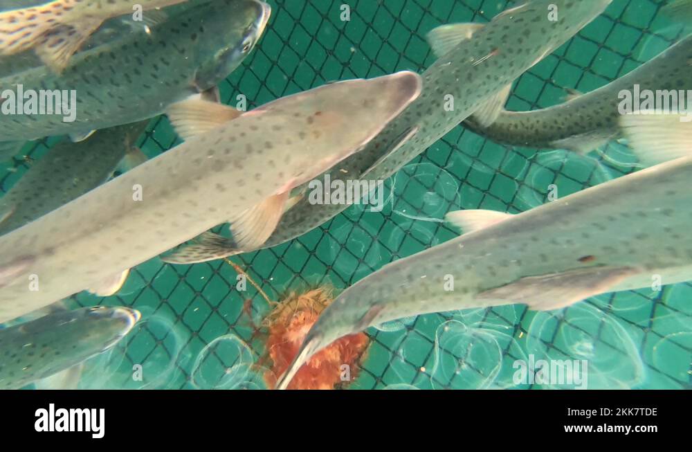 Sockeye salmon ship Stock Videos & Footage - HD and 4K Video Clips - Alamy