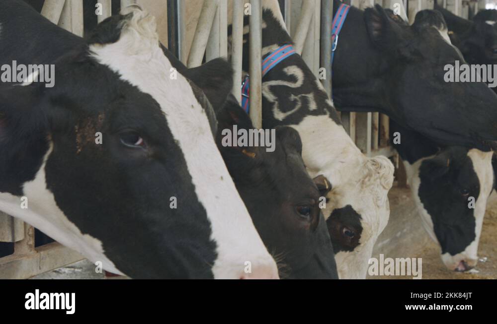 Cows eating Silage in a large dairy farm, milk production Stock Video ...