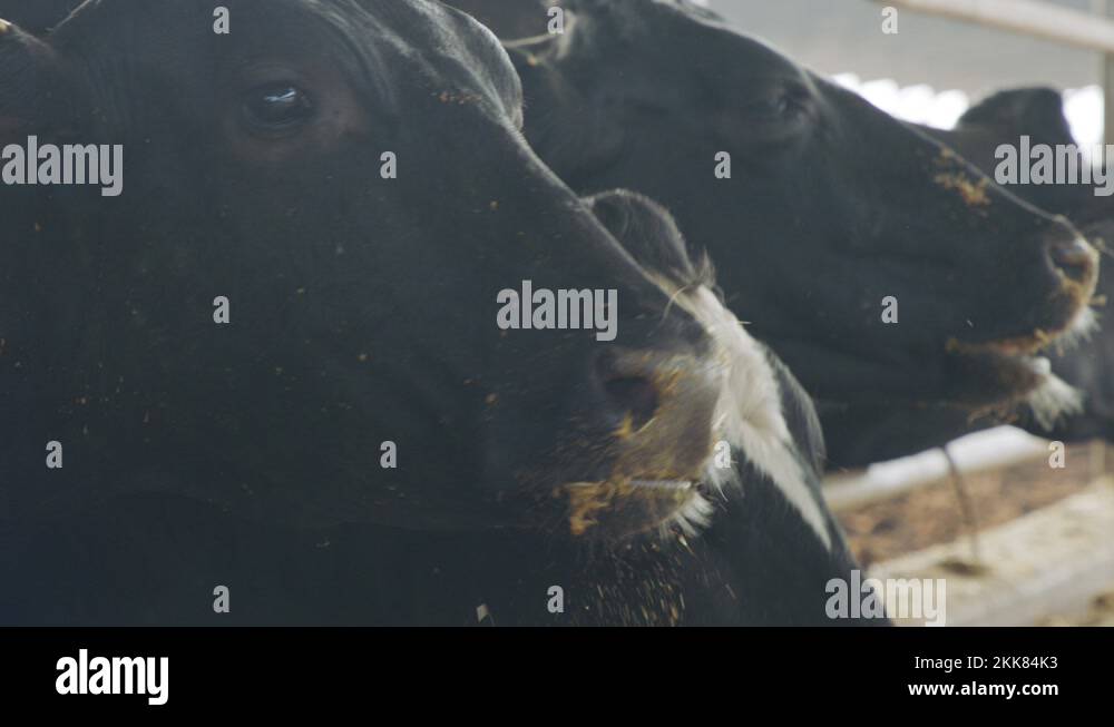 Cows eating Silage in a large dairy farm, milk production Stock Video ...