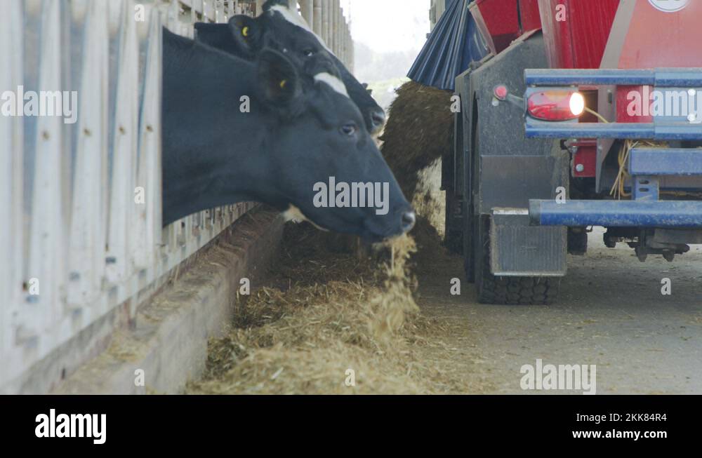 Cow feeding with a Selfpropelled TMR mixer in a dairy farm Stock Video