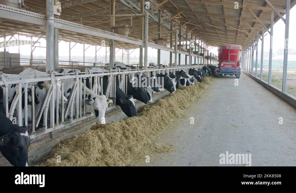 Cow feeding with a Selfpropelled TMR mixer in a dairy farm Stock Video
