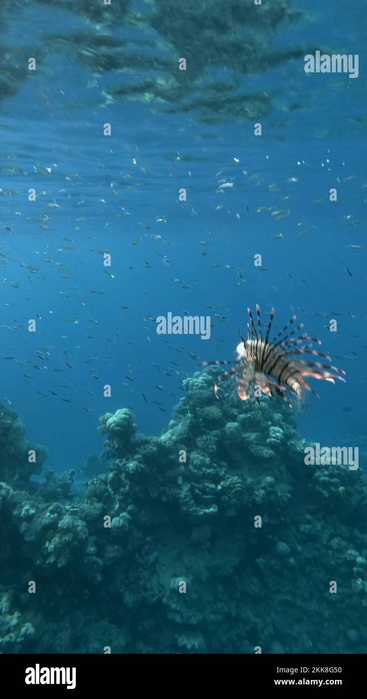 School fish hunt Stock Videos & Footage - HD and 4K Video Clips - Alamy