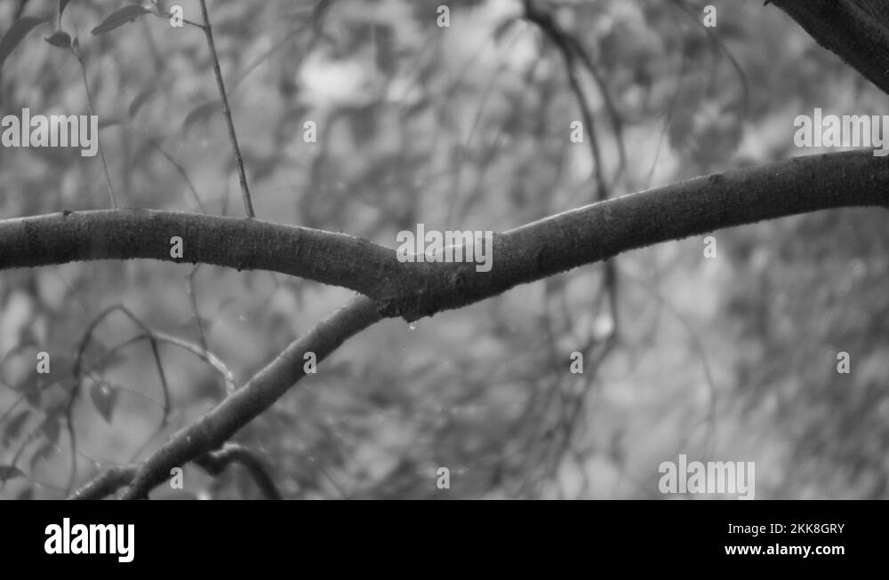 Footage of a limb off of a tree branch dripping water from rainfall on