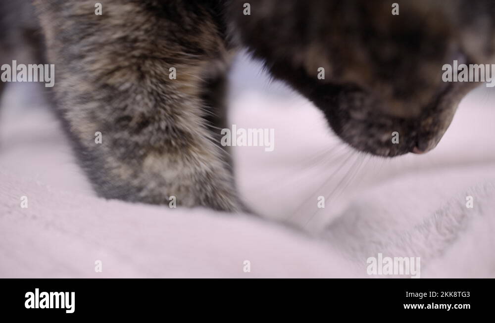 Biscuits cat Stock Videos & Footage HD and 4K Video Clips Alamy