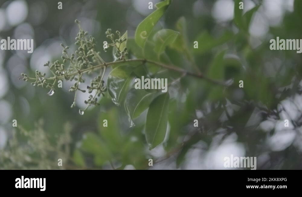 Footage of leaves off a tree limb dripping water from rainfall on a wet