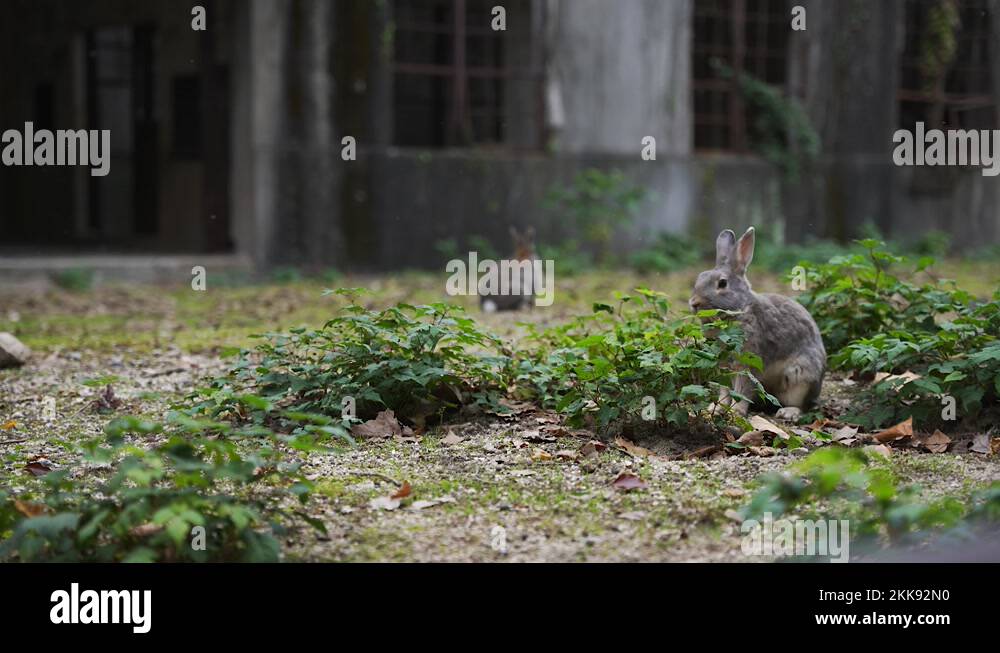 Bunny island okunoshima Stock Videos & Footage - HD and 4K Video Clips ...
