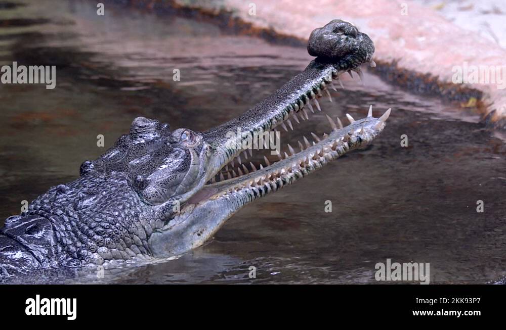 Sharp teeth in nature Stock Videos & Footage - HD and 4K Video Clips ...