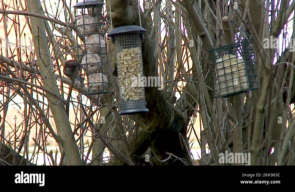 Fat balls bird Stock Videos & Footage HD and 4K Video Clips Alamy