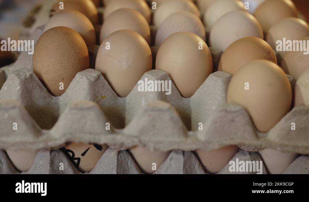 Grading of eggs in broiler chicken breeding industry before hatching