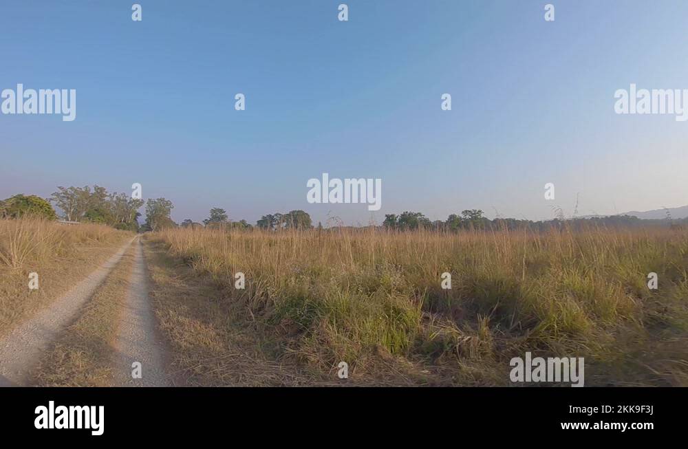Going through the open grasslands in the forest of Jim Corbett National