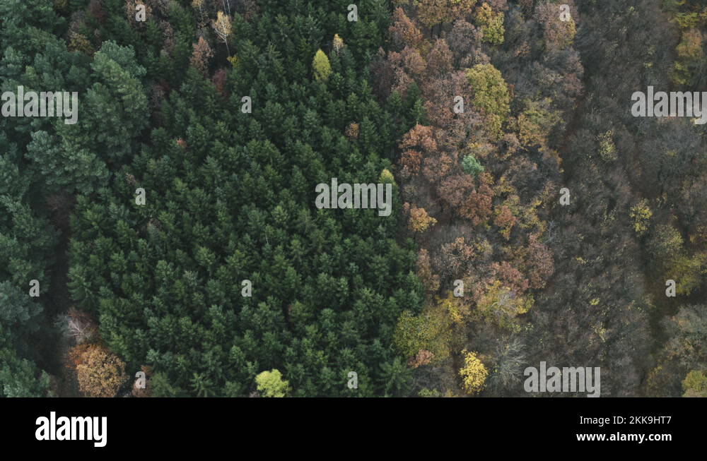 Different forest types Stock Videos & Footage HD and 4K Video Clips