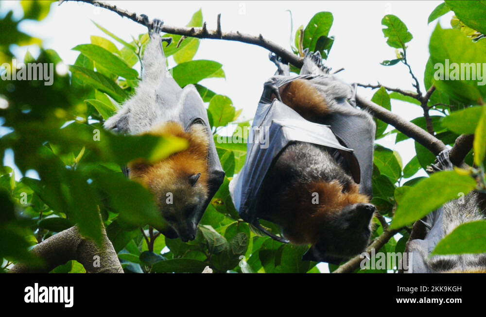 Fruit bat baby Stock Videos & Footage HD and 4K Video Clips Alamy