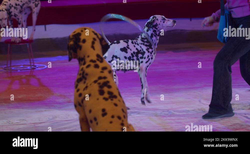 Circus dog hoop Stock Videos & Footage HD and 4K Video Clips Alamy