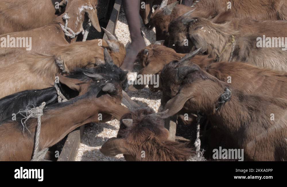 Local Goat sellers selling life goat for customer in Africa Stock Video